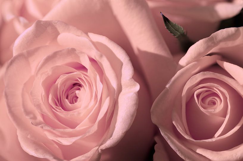 Zartrosa Rosen von Jolanda de Jong-Jansen