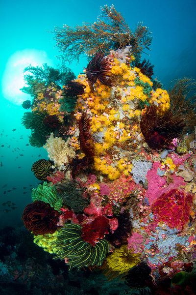 Explosion de couleurs sur le récif par Filip Staes