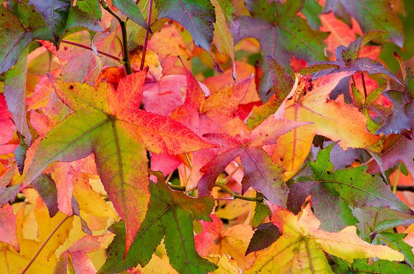 Ready To Fall van M DH