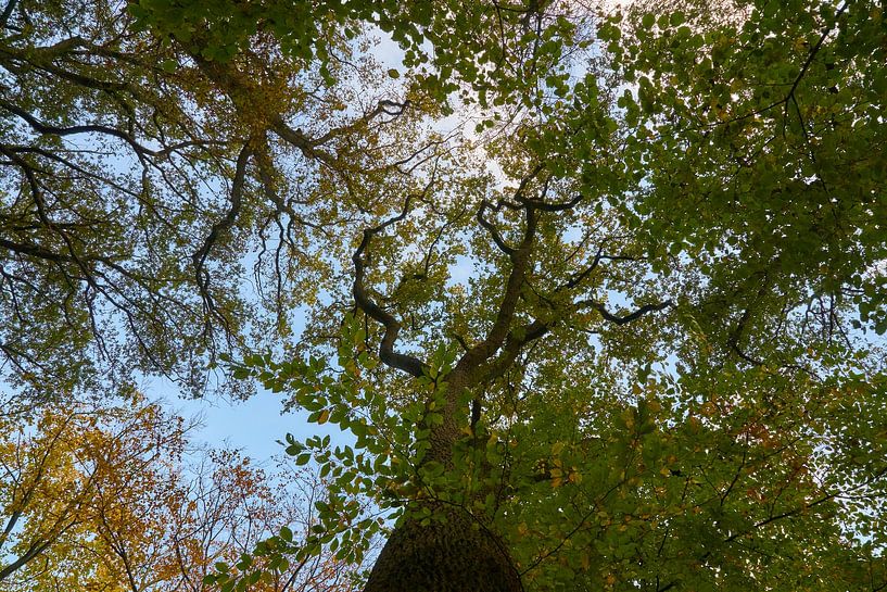 Baumkronen im Herbst von Ad Jekel