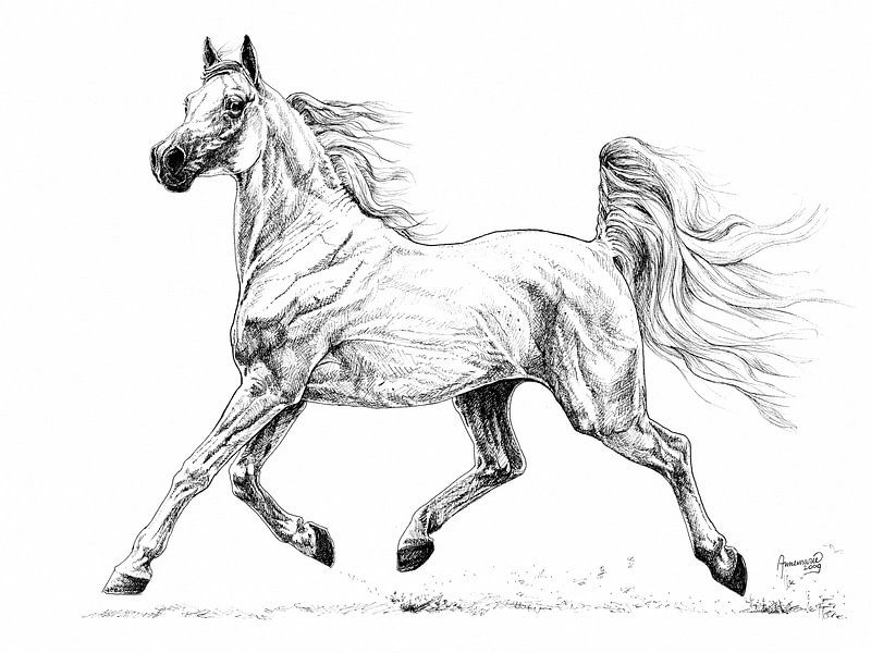 Shabri, Arabian thoroughbred stallion by Annemarie ten Hacken