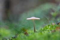 Pilz dunstig und verträumt im Wald 2