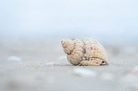 sea snail house in soft colours