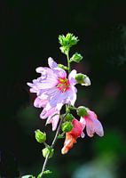 Lavatera in various stages of flowering