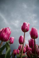 Tulpen storm op komst