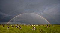 Meadow, cows and a rainbow