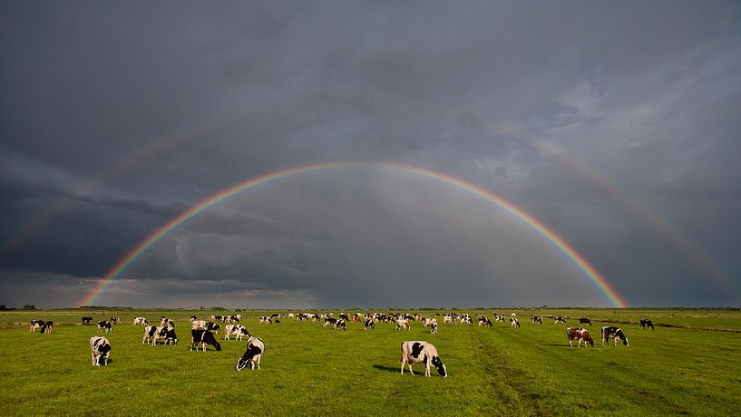Un pré, des vaches et un arc-en-ciel par Fonger de Vlas