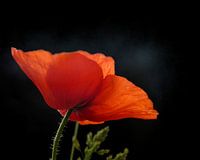 Roter Mohn