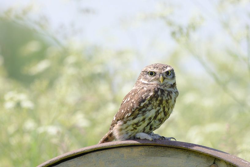 Steenuil op een wiel van Quirina Kamoen