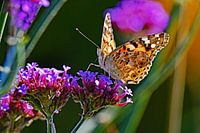 Distelschmetterling auf Eisenkraut