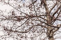 Tree in Amsterdam West Horizontal, North Holland, Netherlands by Aaya Photographs, Aaya Mohamed