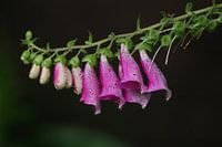 Digitalis/Vingerhoedskruid