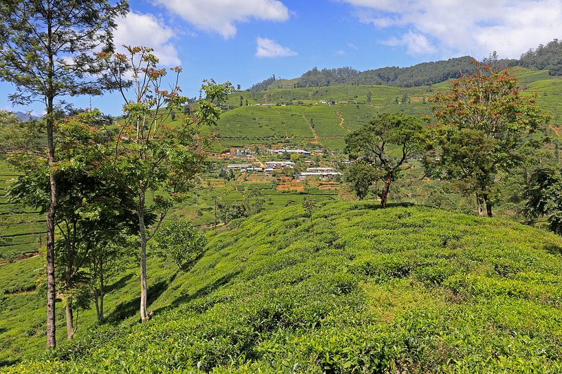 Theevelden in Sri Lanka van Antwan Janssen