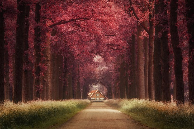 Traumland von Martin Podt