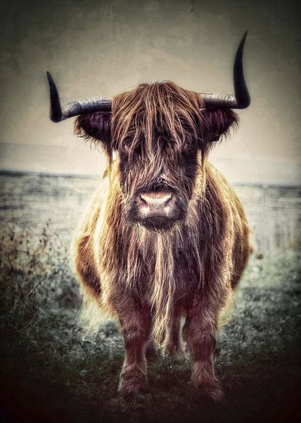 Schottischer Highlander in Grün von Maneschijn FOTO