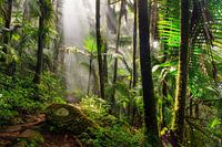 El Yunque Naturpark Puerto Rico