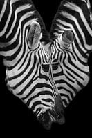 Zebra close-up portret | Zwart wit, Afrika, wildlife