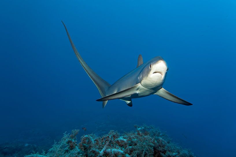 Requin Thresher III par Norbert Probst