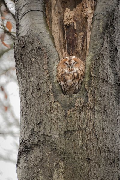Chouette hulotte dans l'arbre par Moetwil en van Dijk - Fotografie