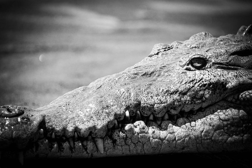 Crocodile en noir et blanc par Dennis Langendoen