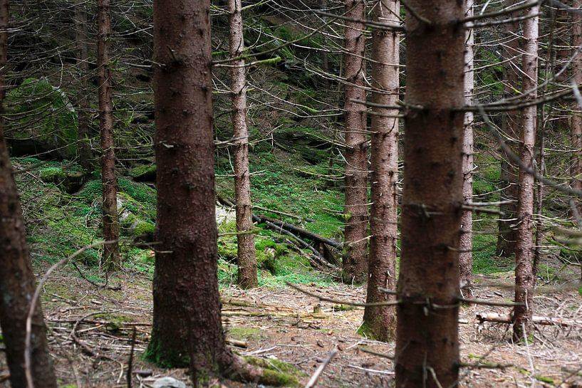 Forest by Thomas Jäger