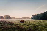 Highlander écossais dans la forêt de Leeuwarder