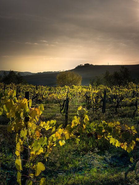 Vignoble en Toscane en Italie avec de belles couleurs de terre par Voss photographie