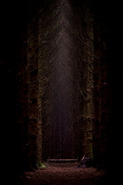 Heiliges Licht von Titus van 't Veer