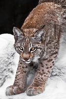 cat lynx gracefully stretches, preparing to jump, on the background of snow