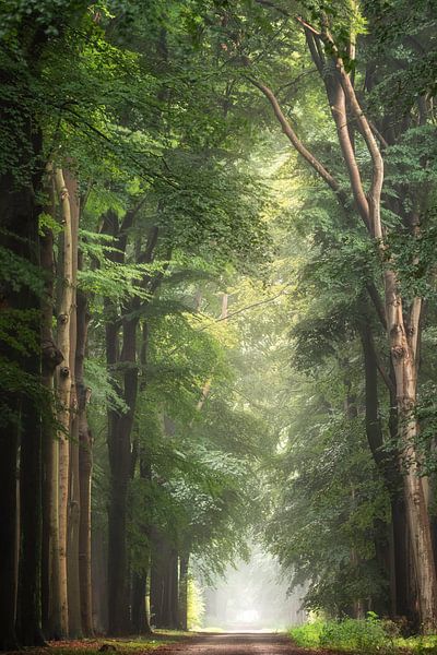 After the thunderstorm by Roelie Steinmann