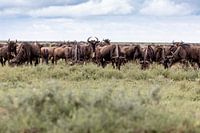 Embrasser les bêtes sauvages dans le Serengeti