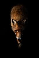 Unauffälliger Fuchs