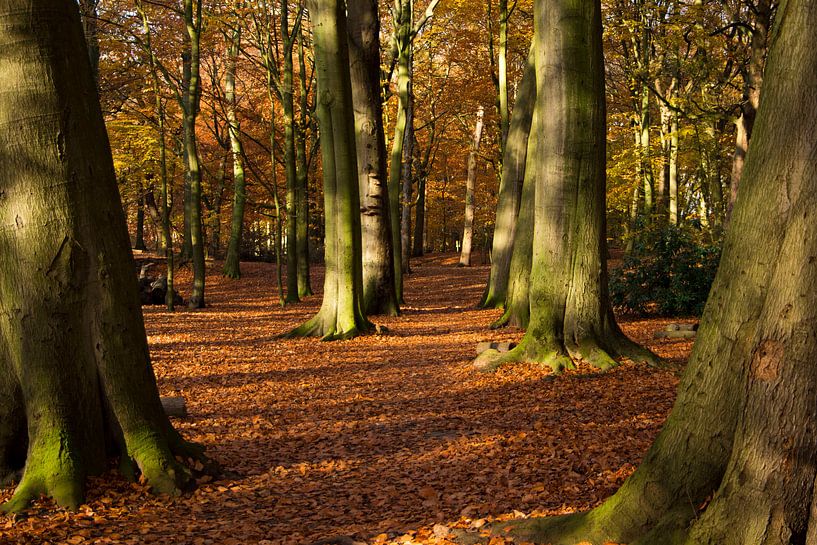 Straße im Herbstwald von Alejandro Vivas