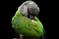 Senegalpapagei (Poicephalus senegalus)