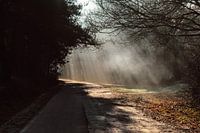 Licht en schaduw in het bos