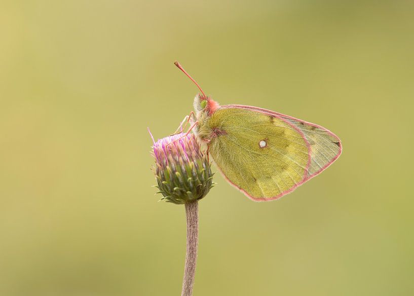 Lucerne Butterfly by Elles Rijsdijk