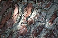 belle nature 3 / écorce d'arbre verte couchée