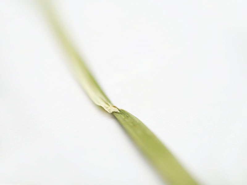 Grass blade by Miss Antenna