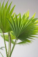 Palm (blad)