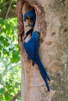 Un couple de jacinthes nicheuses à leur nid