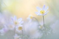 Wood anemones in the golden hour