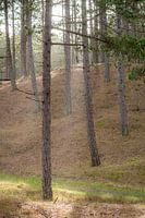 La neige mouillée dans les bois de Vlieland