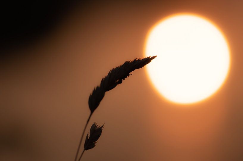 Maiskolben vor der Sonne von Tania Perneel