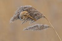 Rosier barbu par une froide journée d'hiver.