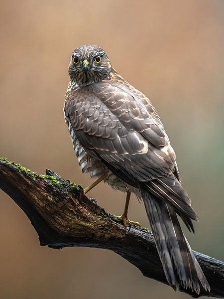 Sperber auf Ast von Linda Raaphorst