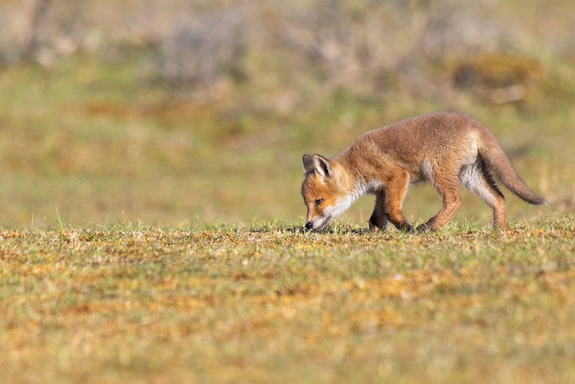 Un jeune renard en reconnaissance par Joop Zandbergen