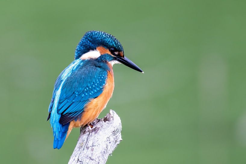 Schöner Eisvogel auf einem Ast sitzend von Gianni Argese