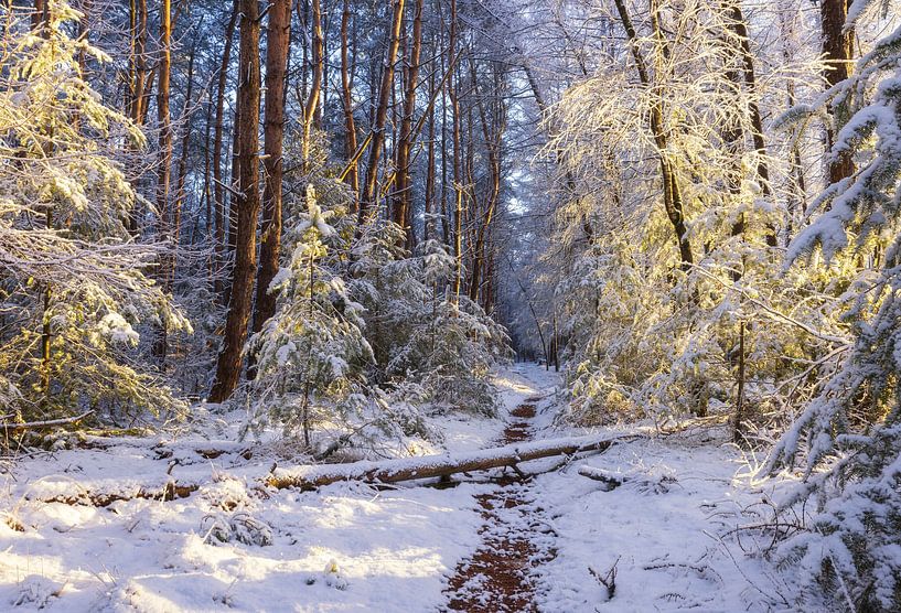 Dwingelderveld - Drenthe (Niederlande) von Marcel Kerdijk