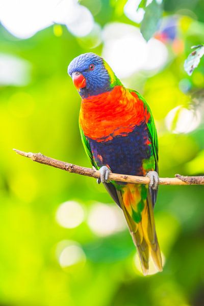 Regenbogen Lorikeet Papagei tropischer Vogel sitzend in einem Baum von Sjoerd van der Wal Fotografie