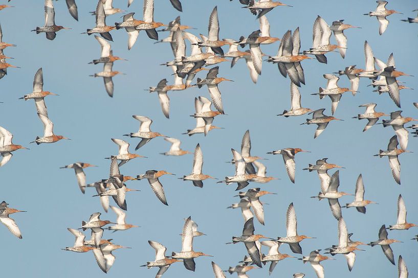 Eine Gruppe Uferschnepfen (limosa limosa) fliegt vor blauem Himmel über einer Wiese in Friesland von Marcel van Kammen